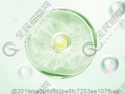 游离t4偏高甲状腺彩超正常值